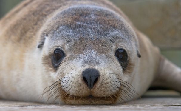 Carnivorous Mammals | Australian Wildlife Journeys