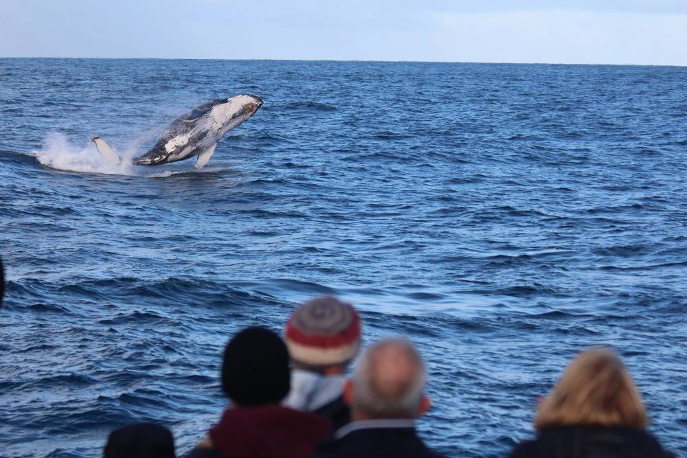 Phillip Island's Whale Season About To Commence | Australian Wildlife