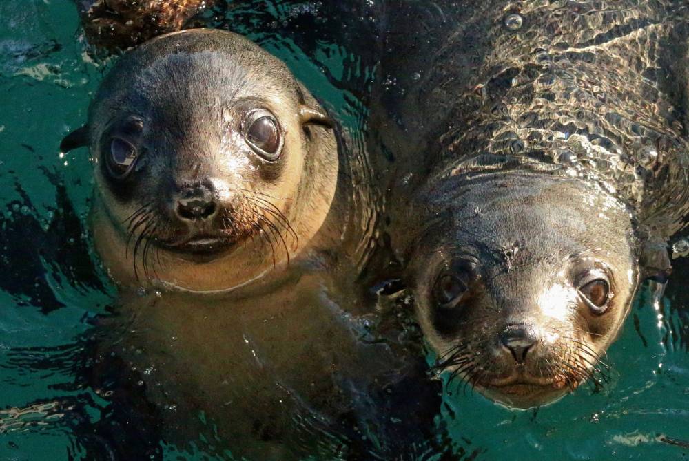 Species Feature Australian Fur Seal Australian Wildlife Journeys