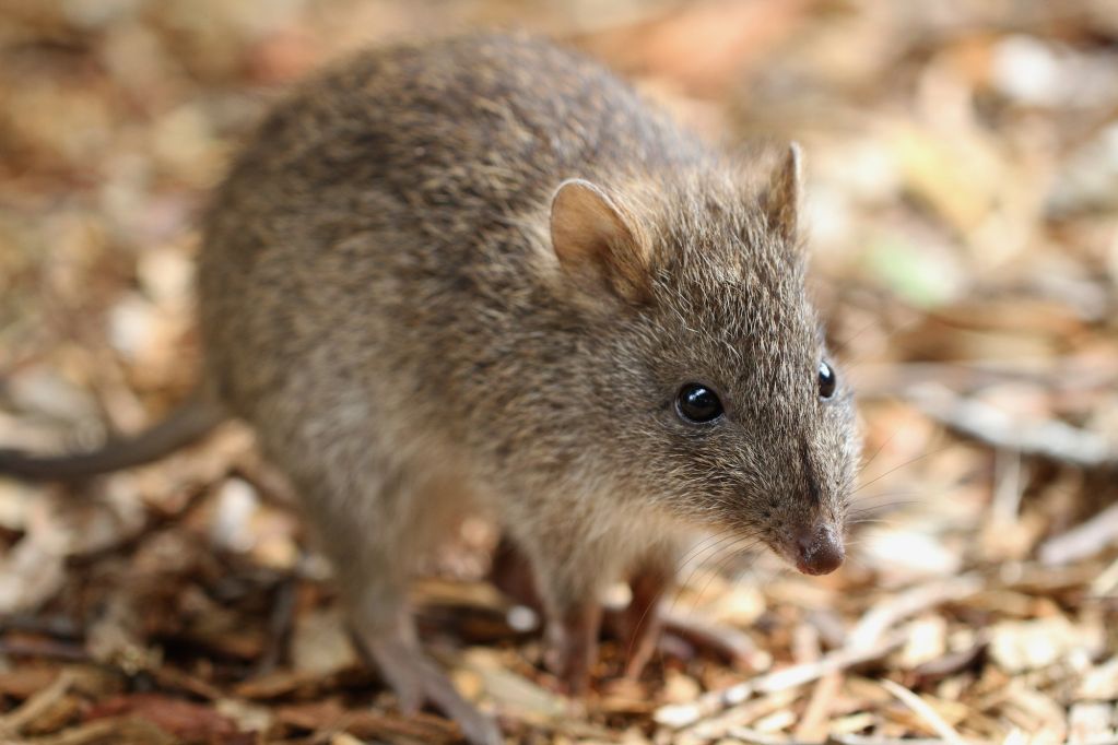 Australian Mammals | Australian Marsupials | Australian Wildlife Journeys