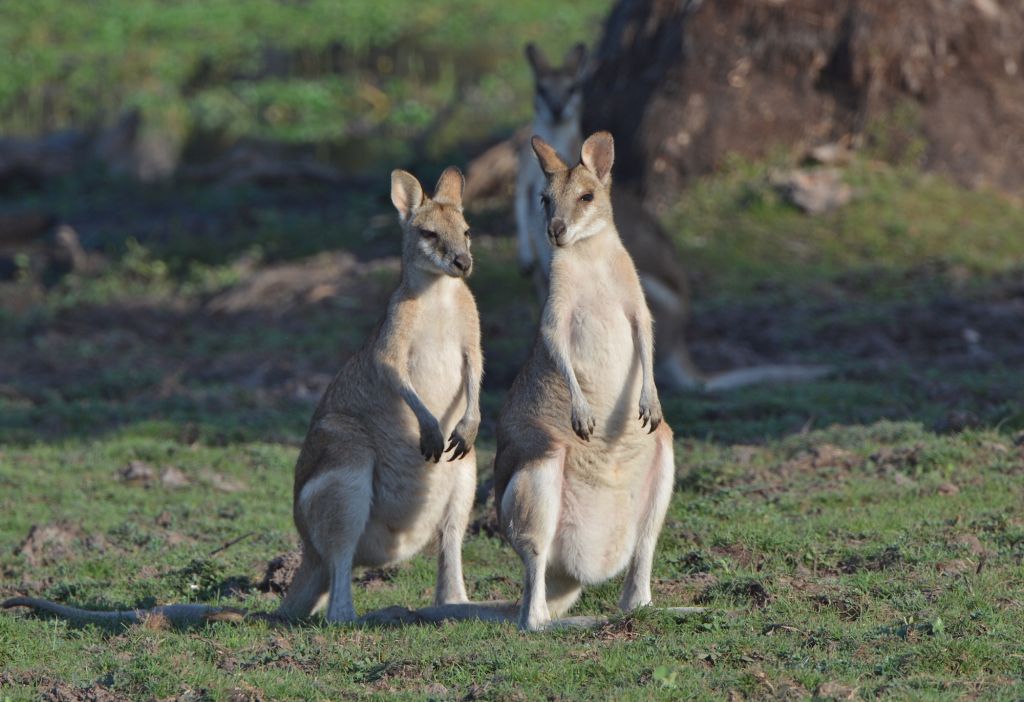 Placental Mammals | Australian Wildlife Journeys