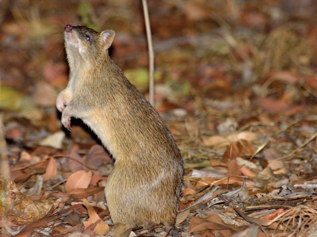 Placental Mammals | Australian Wildlife Journeys
