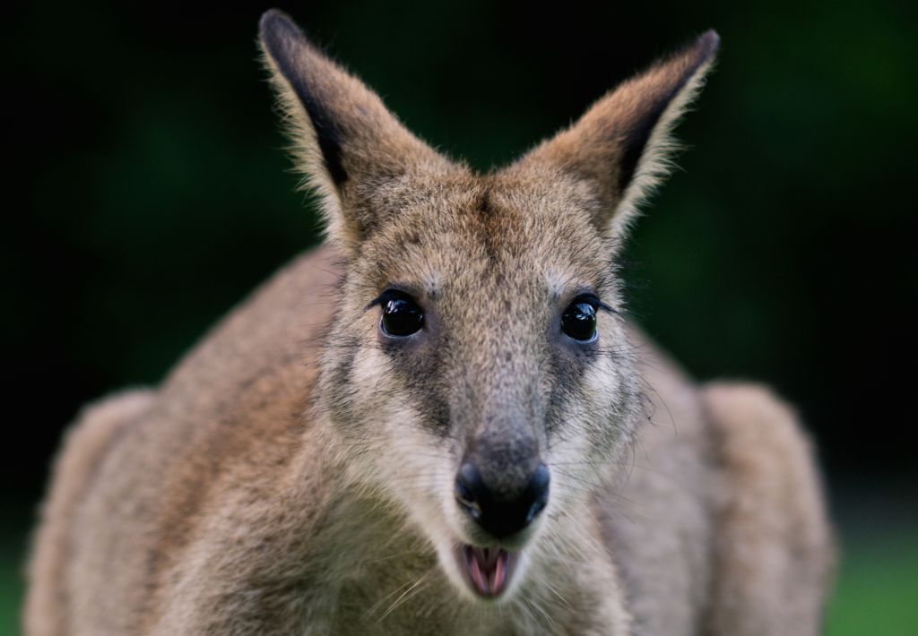 Placental Mammals | Australian Wildlife Journeys