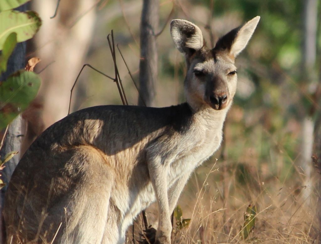 Placental Mammals | Australian Wildlife Journeys