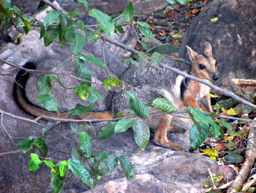 Placental Mammals | Australian Wildlife Journeys