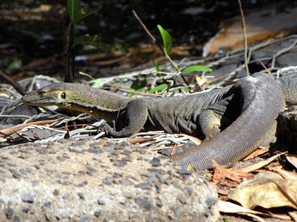 Australian Lizards Australian Wildlife Journeys
