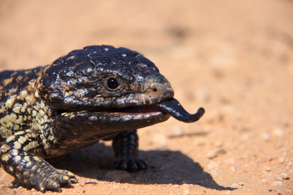 Australian Lizards Australian Wildlife Journeys