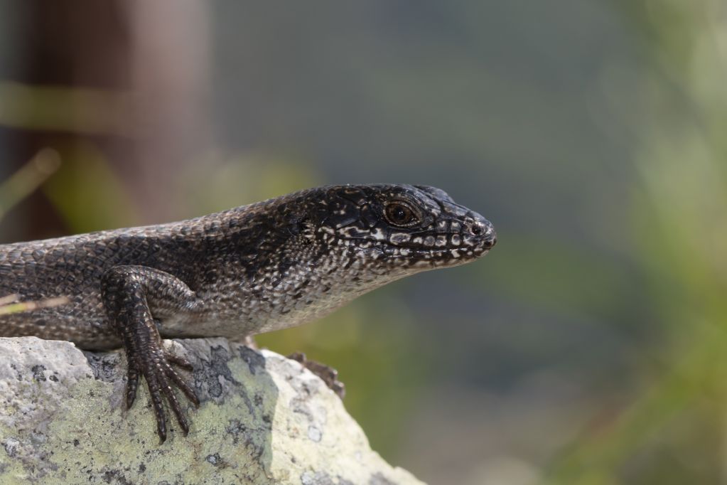 Australian Lizards | Australian Wildlife Journeys