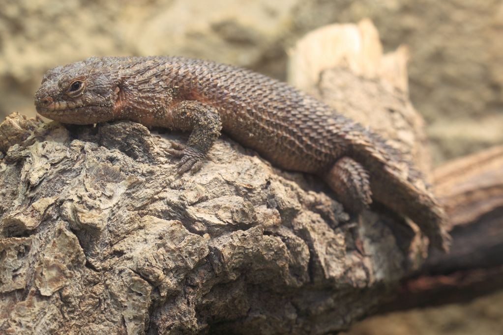 Australian Lizards | Australian Wildlife Journeys