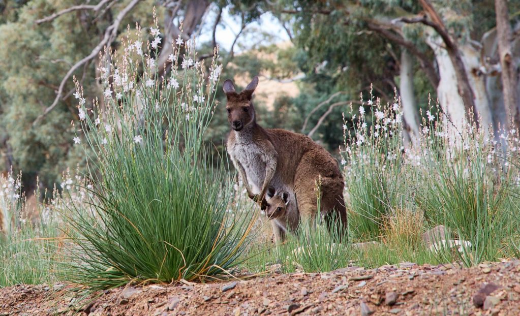 Placental Mammals | Australian Wildlife Journeys