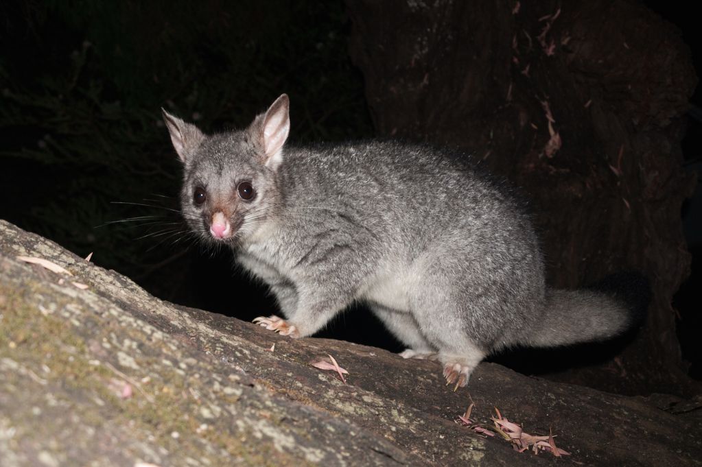 Placental Mammals | Australian Wildlife Journeys