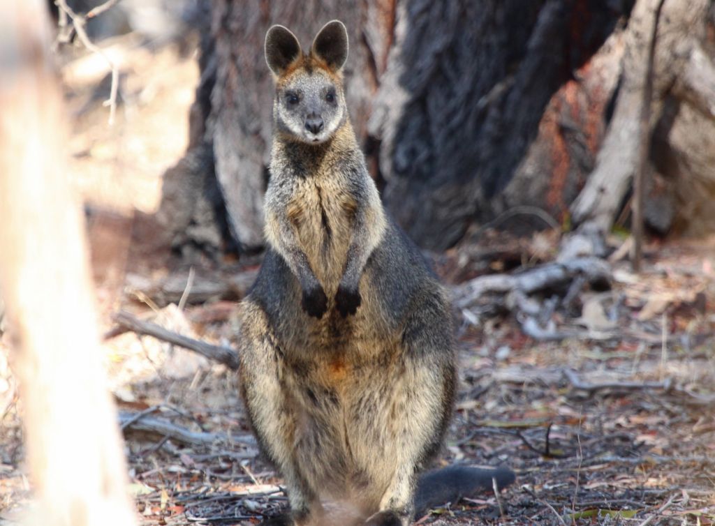 Australian Mammals | Australian Marsupials | Australian ...