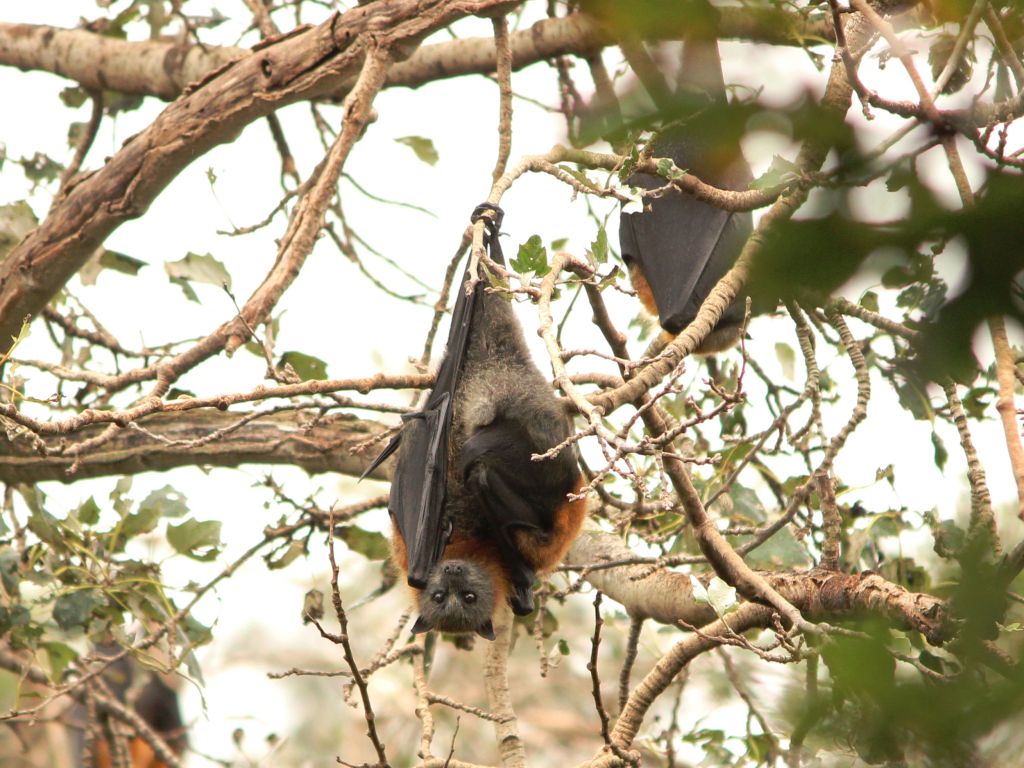 Placental Mammals Australian Wildlife Journeys