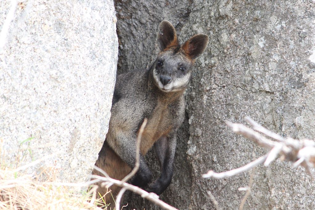Placental Mammals | Australian Wildlife Journeys