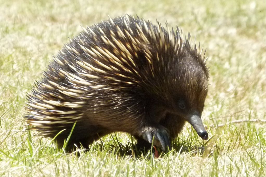 Monotremes