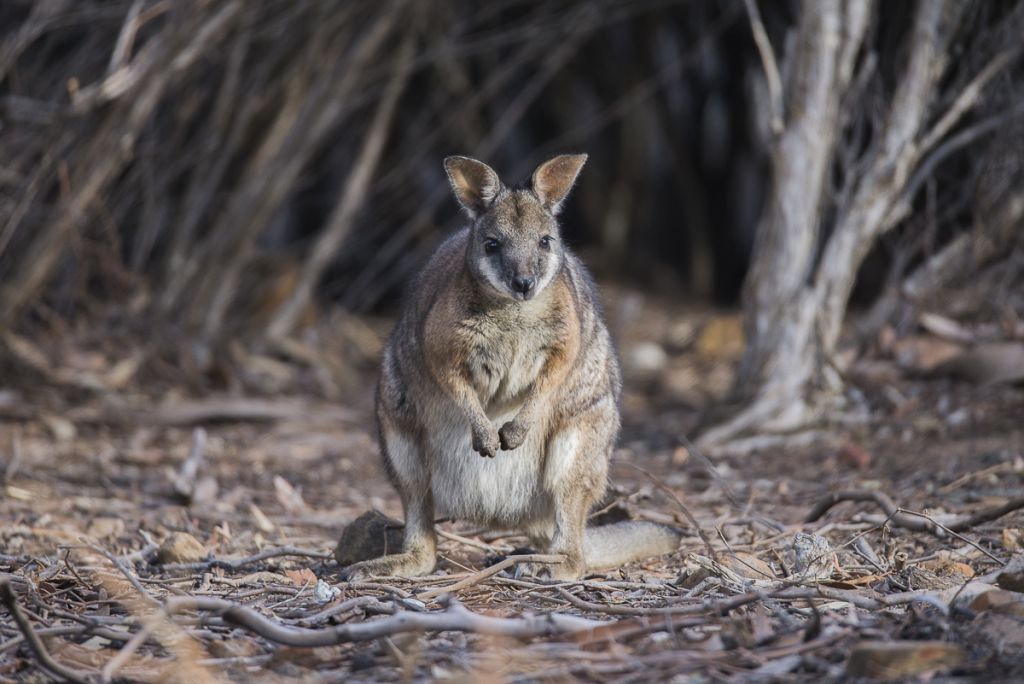 Monotremes Australian Wildlife Journeys