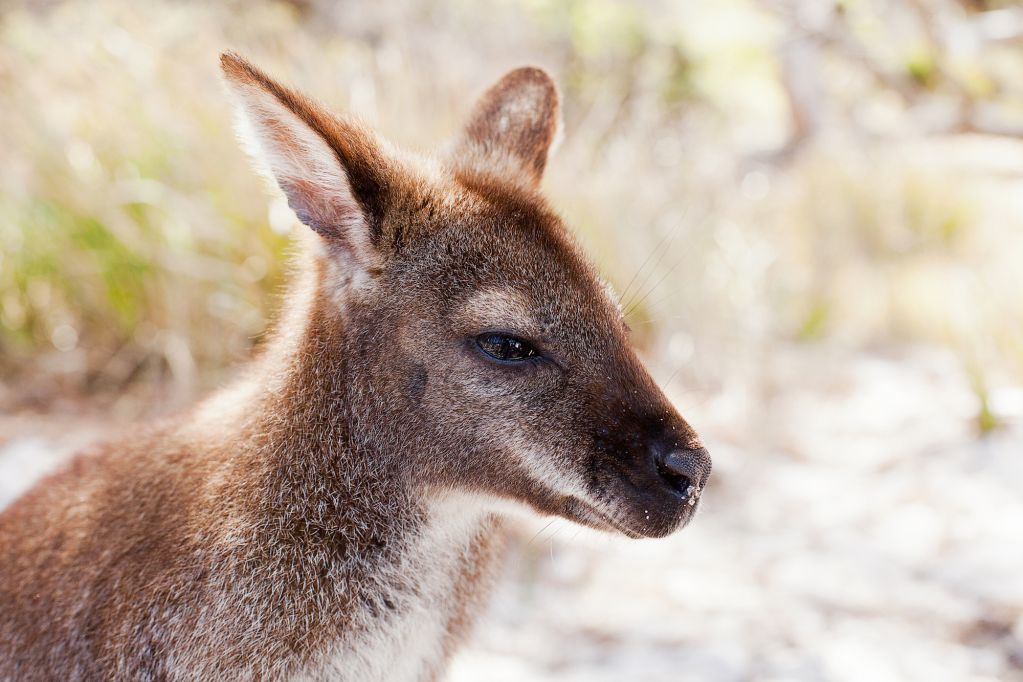 Carnivorous Mammals Australian Wildlife Journeys