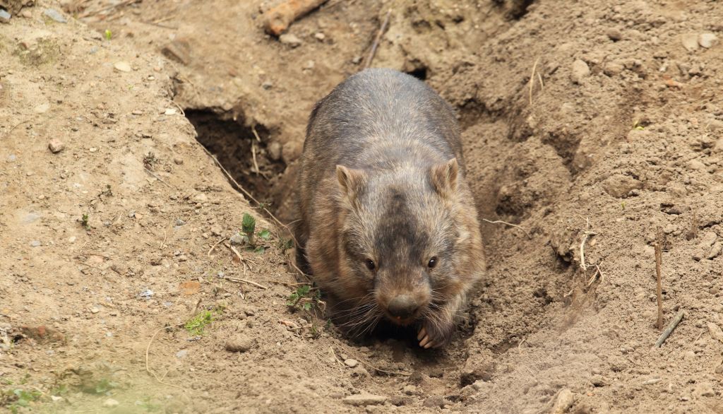 Placental Mammals | Australian Wildlife Journeys