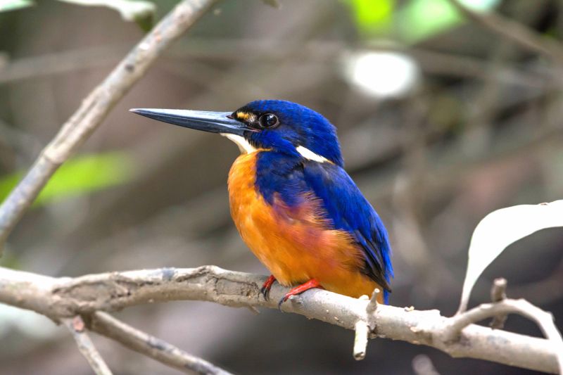Australia's Top 10 Most Beautifully Coloured Birds Australian