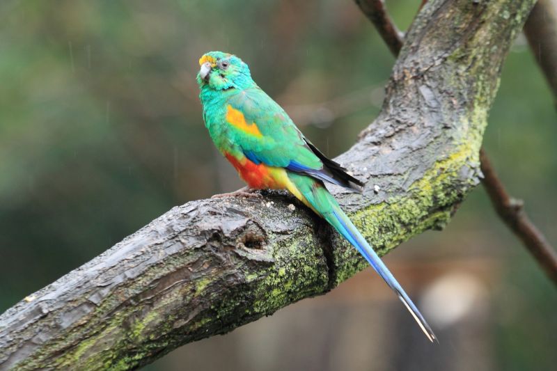 Australia's Top 10 Most Beautifully Coloured Birds Australian