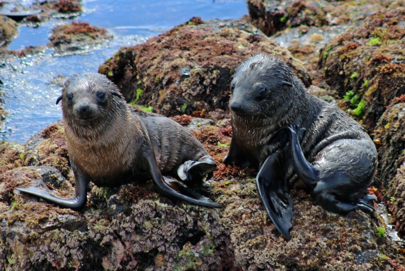 Species Feature Australian Fur Seal Australian Wildlife Journeys